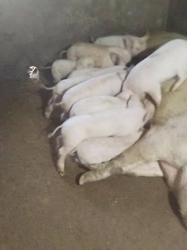 брудер для кур: Продаю | Поросенок | Крупная белая | На забой — 1