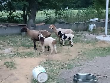 бараны суффолк: Продаю | Овца (самка) — 1
