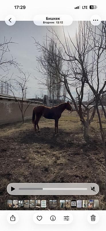 скот обмен: Продаю | Жеребец | Дончак — 3