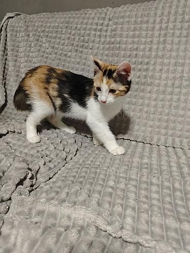 где продают котят: 3 месяца, Девочка — 2