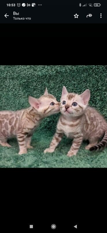 сколько стоит котенок британской золотой шиншиллы: Друзья. !!!.в питомнике Бен Гла Мур. долгожданные новые детки — 4