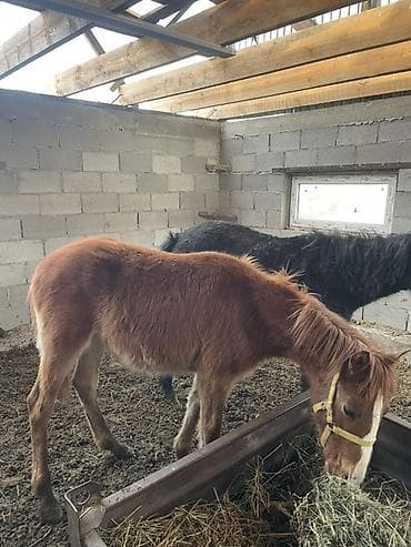 1жаш бука: Продаю | Жеребенок | Для разведения — 5