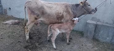 корова на продажу: Продаю | Корова (самка) | Для молока | После отела — 5