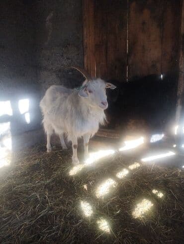 животное ласка: Продаю | Коза (самка) | Для разведения — 7