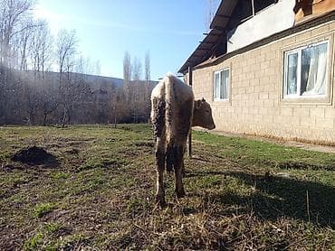 французский бульдог цена: Продаю | Бык (самец) | На откорм | Привязанные — 2