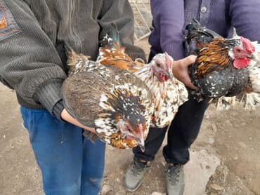 шпиц цена: Карликовые курочки с петушками. одна пара 1500 сом . лохманогие. есть — 7