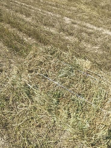 Үй жаныбарлары: Куплю сена в любом количестве цена договорная - Заготовка с — 4