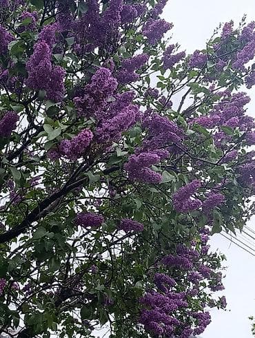 сирени: Сирень калированная❤️💜 насыщенно-фиолетовая ❤️😍отличная возможность — 4