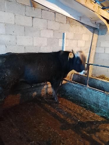 сколько стоит сиамские кошки: Продаю | Бык (самец) | На откорм | Привязанные — 1