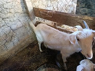 голова коровы: Продаю | Коза (самка) | Для разведения | Племенные — 2