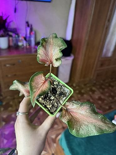 цветок бамбук: В продаже КАЛАДИУМЫ 1. Сорт “Carolyn Whorton” очень красивый кустик с — 3