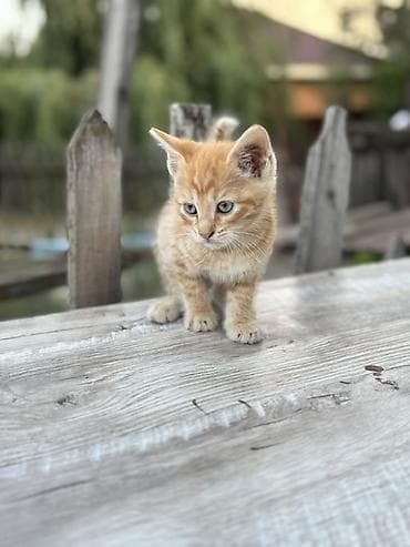 бенгал кошка цена: Отдам котят в добрые руки !!!
К лотку приучены — 4