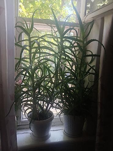 цветы обмен: Алоэ (Aloe arborescens) в горшках - Два крупных комнатных суккулента — 3