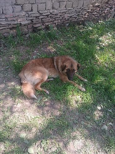 собака породистые: 11 месяцев, Самец — 3