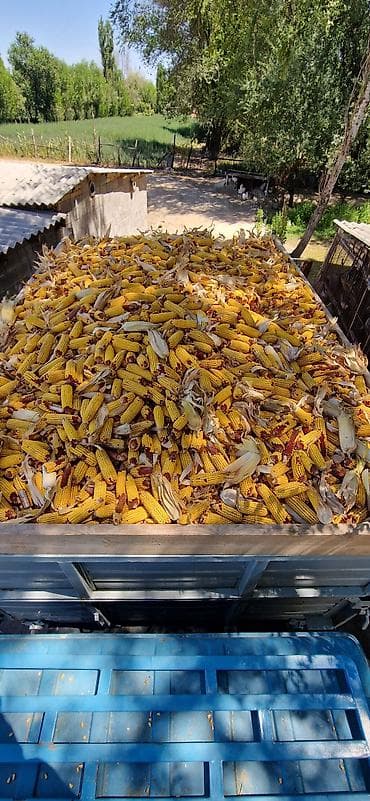 для варки кукурузы: Кукуруза в початках сорт (бамбус) не прелая — 2