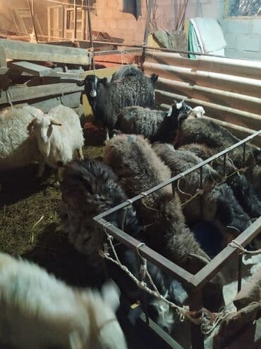 Ковролин: Сатам | Ургаачы кой (ургаачы) | Көбөйтүү үчүн — 2