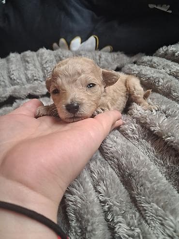 машки ит: Выставляются на предварительный резерв 4 щенка той пуделя . 3 Девочки — 2