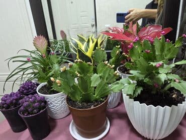 цветы картины художников: Комнатные растения в горшках: - Каланхоэ, бегония тигровая — 4