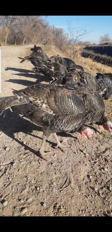 Башка жаныбарлар: Сатам | Ургаачы күрп (ургаачы), Эркек күрп | Түндүк Кавказ — 3