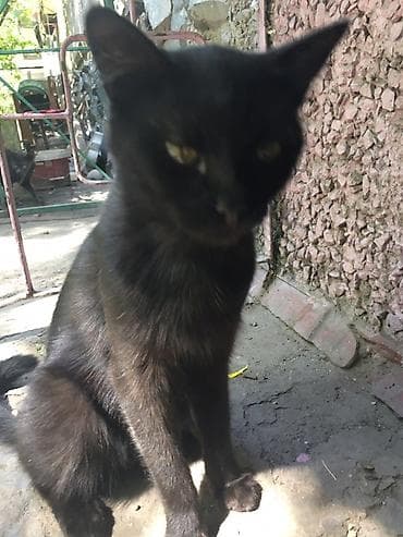 black cat: Черный котик с короткой гладкой шерстью. Дворовой, но может жить и — 2