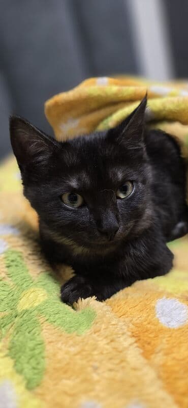 ручные крысы: Кошка даром: Беспородная, 4 месяца, Девочка, Проглистована — 4