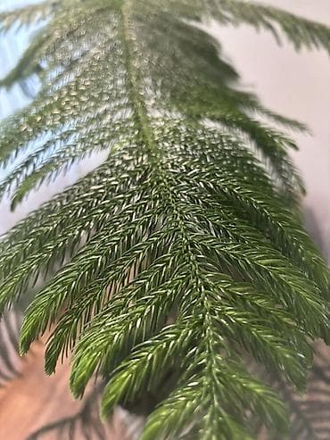 араукария купить: Араукария разнолистная (Norfolk Island Pine), крупное комнатное — 3