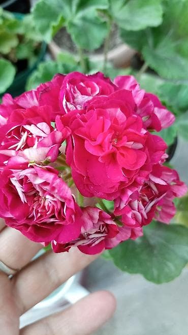 разведение: Пеларгонии (герань зональная) — сортовые кустики в горшках — 6