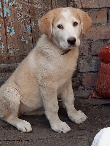 немецкий шпиц: Алабай, 3 месяца, Самка — 4