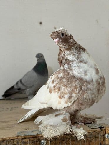 Продаю | Петух