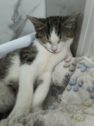 британская короткошерстная кошка золотая шиншилла: Мышык бекер берилет: Породасыз, 3 айлык, Ургаачы, Лотокко барууга үйрөтүлгөн, Курттардан тазаланган — 6