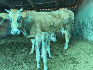 овчи ит: Продаю | Корова (самка) | Полукровка | Для молока | После отела — 3