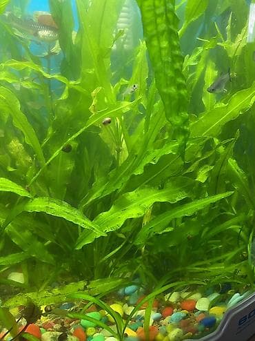 купить рыбок для аквариума: Продаю аквариумные растения, очень красивые и пушистые кустики. По 150 — 3