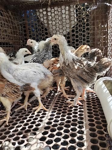 бенгальская домашняя кошка: Продаю | Цыплята | Для разведения — 2