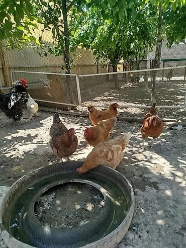 кой бишкек: Дамашный тооктор сатылат туп жатат 9 тоок бар алмашу жолдору бар жемге — 7