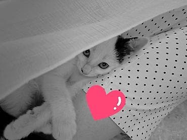 Мышыктар: Ургаачы — 7