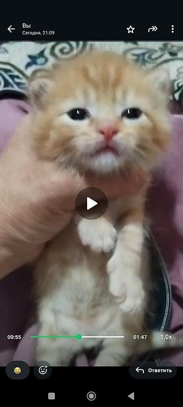 породистые котята бесплатно: Катёнку кому нужна . Обратите по ном — 2