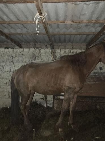 мопс бишкек: Сатам | Жылкы (эркек) | Жумушка | Мерин — 2