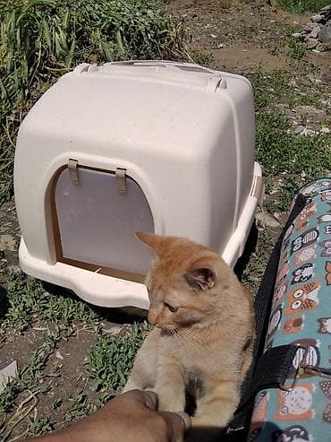 Мышыктар сатылат: Рыжий домашний котенок. отдам в хорошие руки - Окрас: теплый — 2