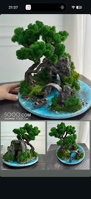 Интерьерные композиции с деревом бонсай из натурального живого