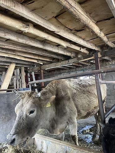 корова телка: Продаю | Корова (самка) | Для молока | Привязанные — 2