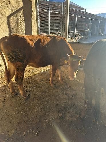 молочный телята: Продаю | Корова (самка), Тёлка, Музоо, торпок | Полукровка | На откорм | Привязанные — 2