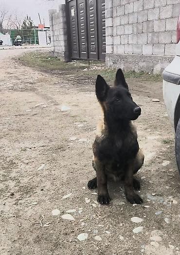 немецкую овчарку: Бельгийская овчарка, 3 месяца, Самец, С прививкой — 2