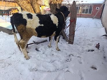 дойныйе коровы: Продаю | Тёлка | Для молока | Привязанные — 7
