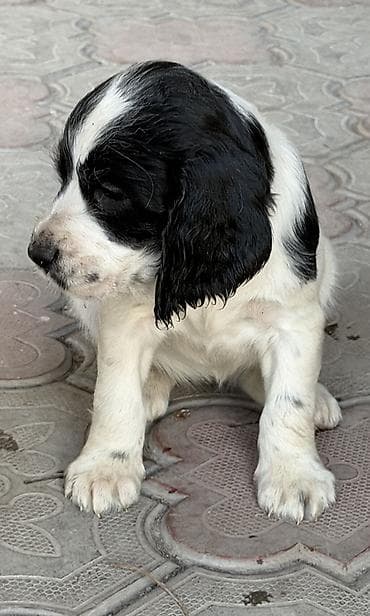 щенки спаниель: Русский охотничий спаниель! Продаются щенки чистокровного русского — 4