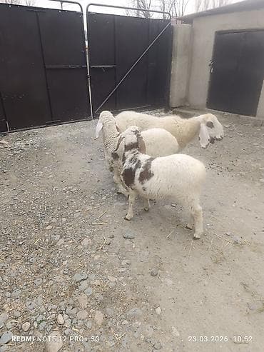 дикая утка: Продаю | Овца (самка) | На забой | Матка — 4