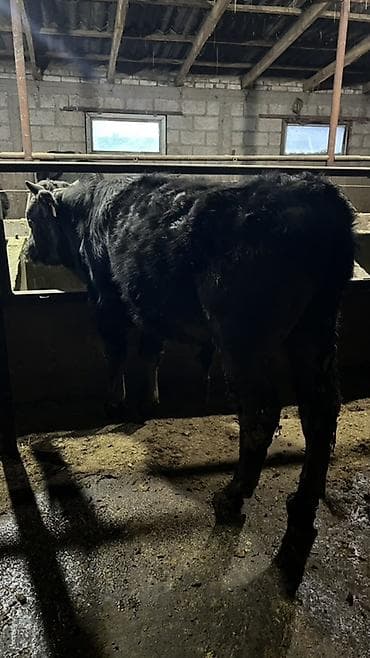 корм для поросят: Продаю | Бык (самец) | На откорм | Привязанные — 5