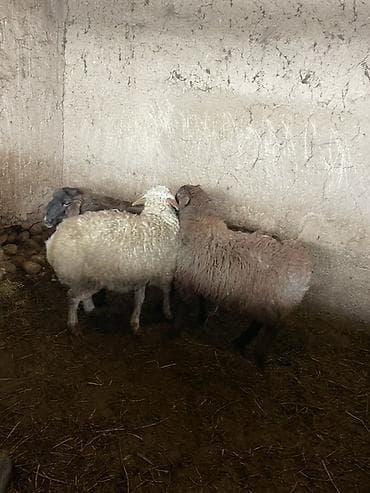 митиз койлор: Сатам | Кочкор (эркек) | Көбөйтүү үчүн — 6