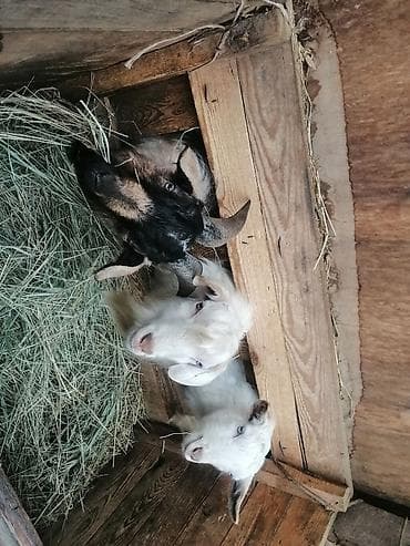 Аквариумдар: Сатам | Эчки (ургаачы) | Көбөйтүү үчүн — 4