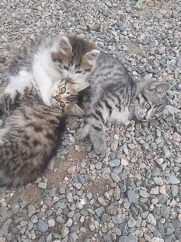 кошки бесплатные: Бесплатно, котята 
бекер мыйлар — 3
