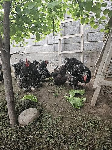 бычки кант: Инкубационное яйцо мраморных, голубых и белых кохов — 2